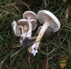 Hebeloma ischnostylum