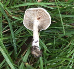 Hebeloma ischnostylum