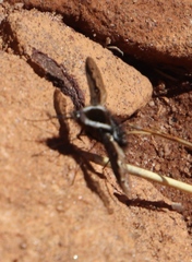 Triplasius lateralis