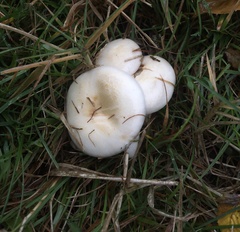 Hebeloma ischnostylum