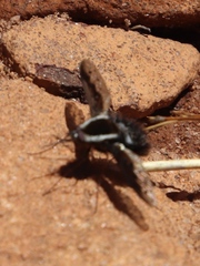 Triplasius lateralis