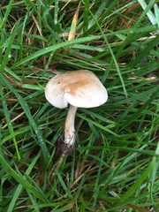 Hebeloma ischnostylum