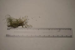 Usnea subfloridana