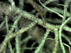 Usnea subfloridana