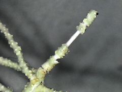 Usnea subfloridana
