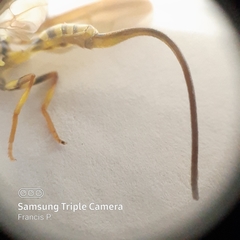 Toxotrypana curvicauda