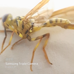 Toxotrypana curvicauda