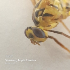 Toxotrypana curvicauda