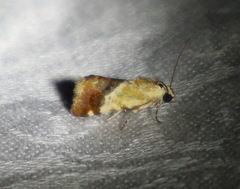 Acontia detrita