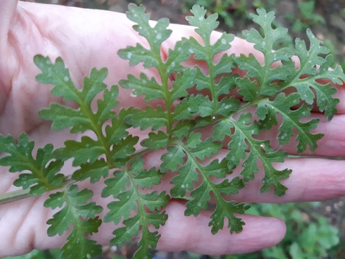 Facelia foliage