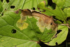 Acidia cognata