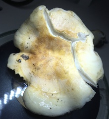 Hebeloma cavipes