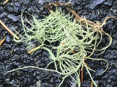 Usnea subfloridana