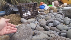 Turdus eremita procax