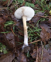 Melanoleuca cinereifolia