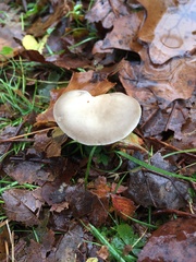 Melanoleuca cinereifolia