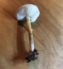 Melanoleuca cinereifolia