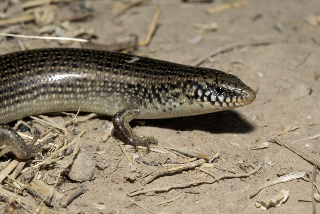 Many-Scaled Cylindrical Skink