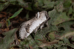Parahypopta caestrum