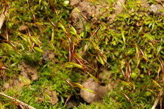 Aloina aloides