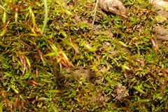 Aloina aloides