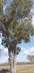 Eucalyptus populnea