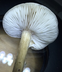 Melanoleuca cinereifolia