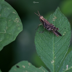 Omalotettix chapadensis