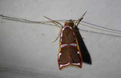 Barantola pulcherrima