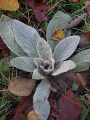 Verbascum thapsus