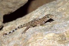 Tarentola deserti