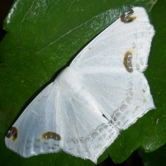 Sericoptera
