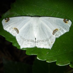 Sericoptera