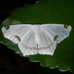 Sericoptera