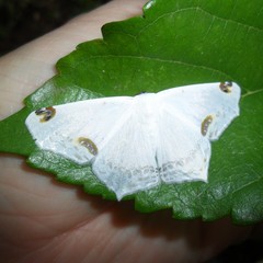 Sericoptera