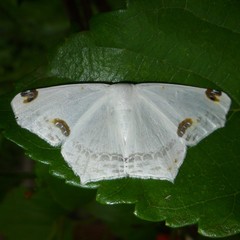 Sericoptera