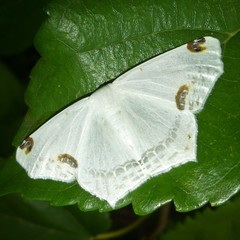 Sericoptera