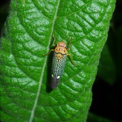 Parathona gratiosa
