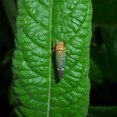 Parathona gratiosa
