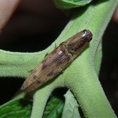 Conoderus fuscofasciatus