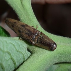 Conoderus fuscofasciatus