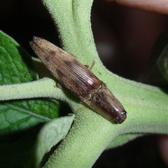 Conoderus fuscofasciatus