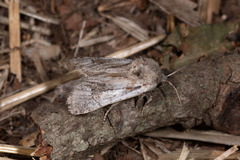 Parahypopta caestrum