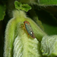 Parathona gratiosa