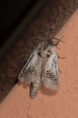 Parahypopta caestrum