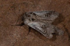 Parahypopta caestrum