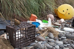 Turdus eremita procax