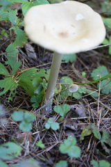 Melanoleuca alboflavida