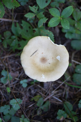 Melanoleuca alboflavida