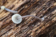 Mycena arcangeliana